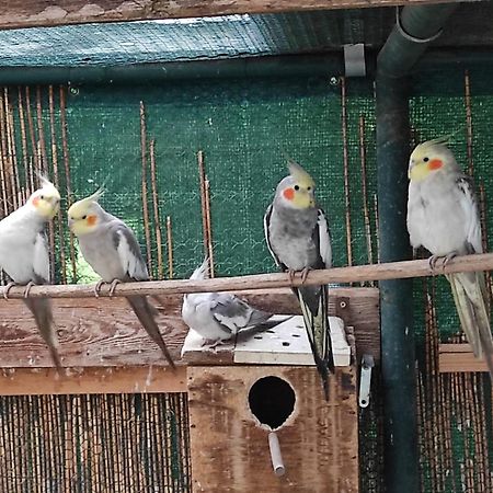 Penzion Kosky Hamr Zewnętrze zdjęcie